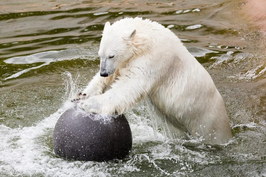 Ranua: Wildlife Park Entrance Ticket - Why the enclosures matter