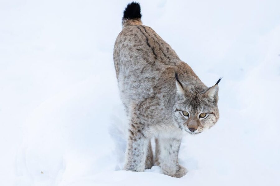 Ranua: Wildlife Park Entrance Ticket - Winter, summer, and the changing seasons