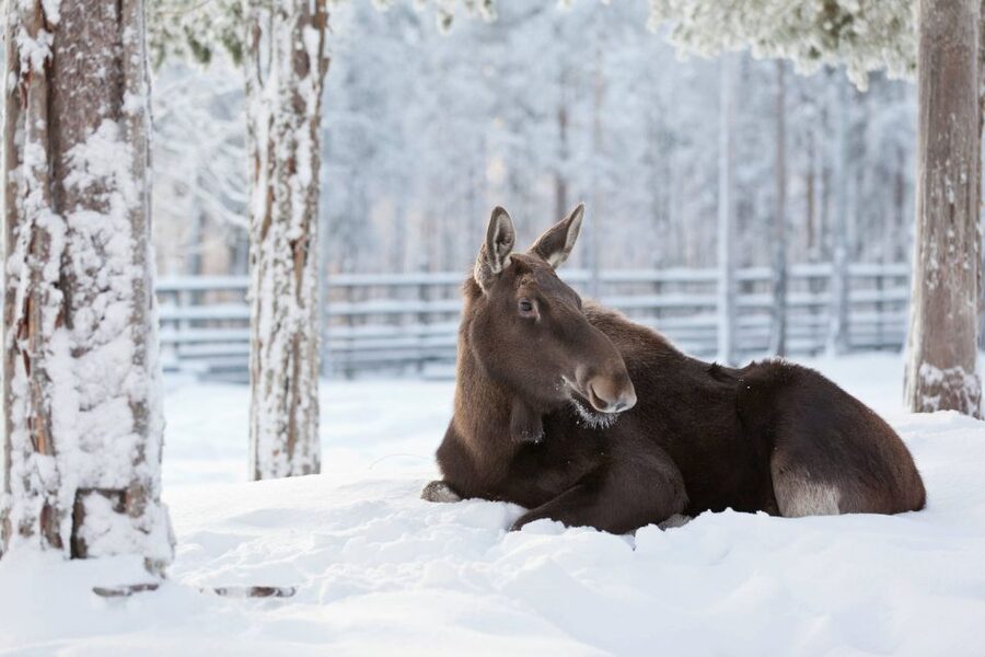 Ranua: Wildlife Park Experience with Buffet Lunch - A half-day route from Lapland to Ranua