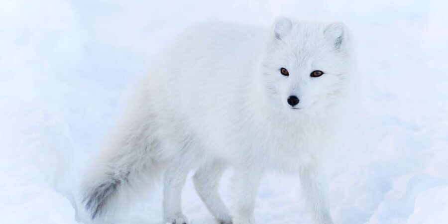 Ranua: Wildlife Park Experience with Buffet Lunch - Why the winter conditions matter