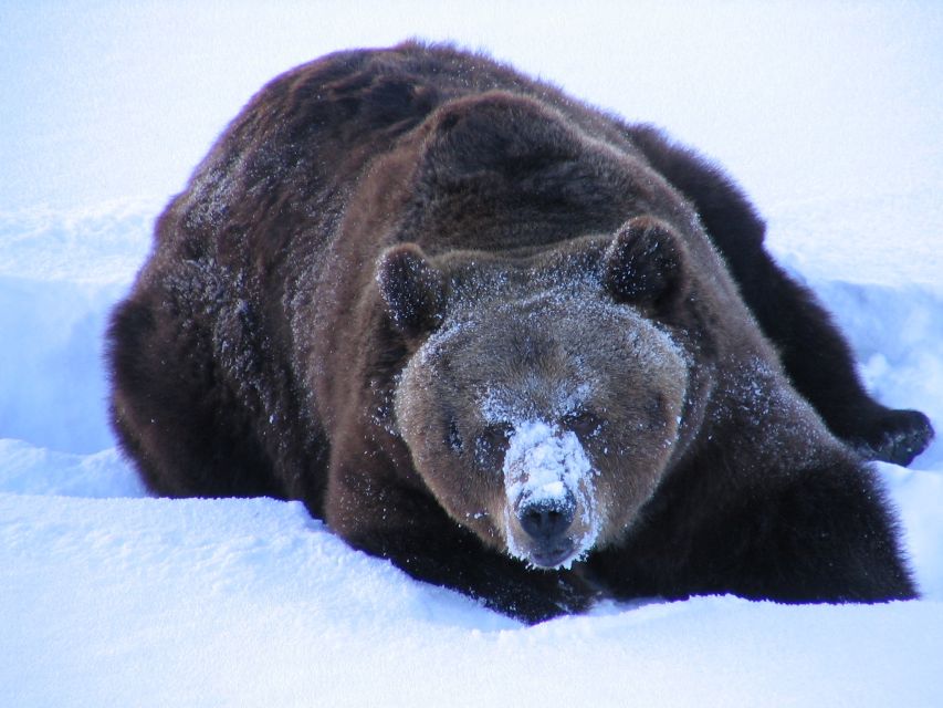 Ranua Wildlife Park Guided Tour from Rovaniemi - Practical preparation for a winter visit