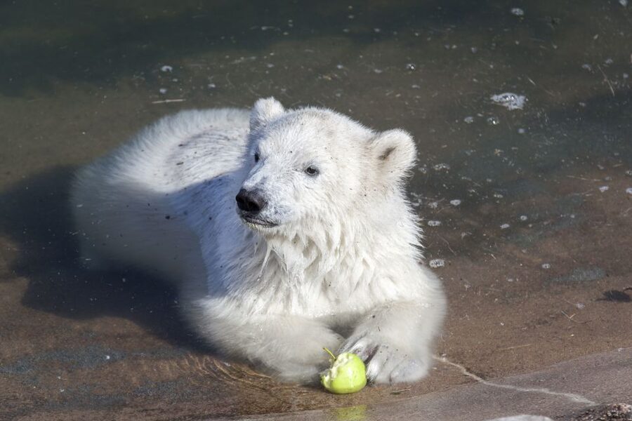 Ranua Wildlife Park Guided Tour from Rovaniemi - Why Ranua’s polar bears are the main event