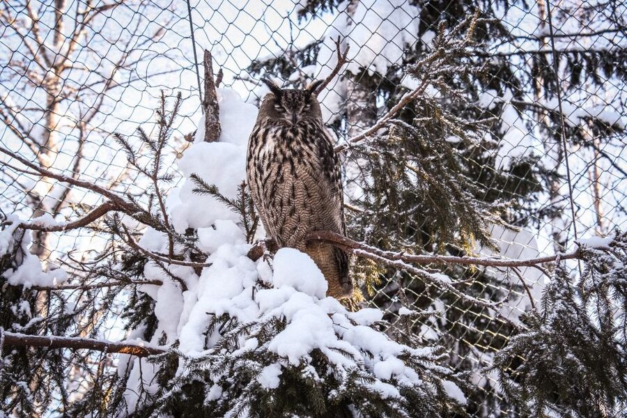 Ranua Wildlife Park Guided Tour from Rovaniemi - What you can see beyond the polar bears
