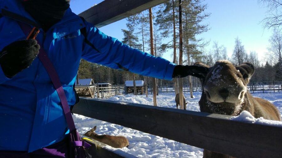 Ranua Wildlife Park Guided Tour from Rovaniemi - How the English-speaking guide shapes the visit