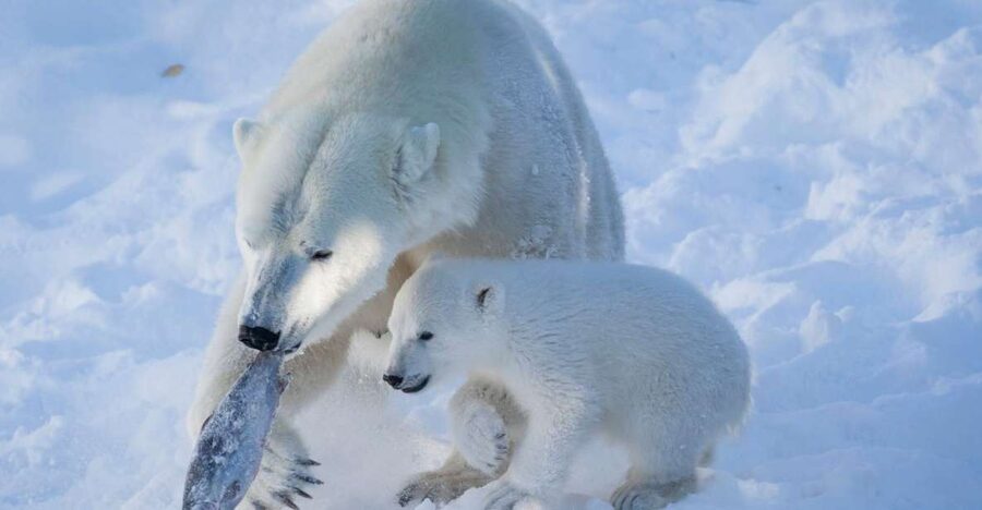Ranua Wildlife Park Guided Tour from Rovaniemi - Is the $165 price good value?