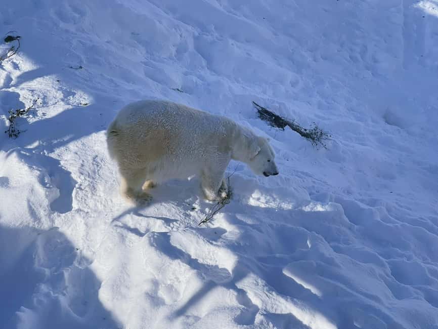 Ranua Wildlife zoo tour with lunch buffet included - Birds of prey and smaller Arctic mammals