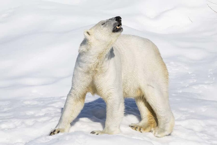 Ranua Wildlife zoo tour with lunch buffet included - Meeting Finnish wildlife first