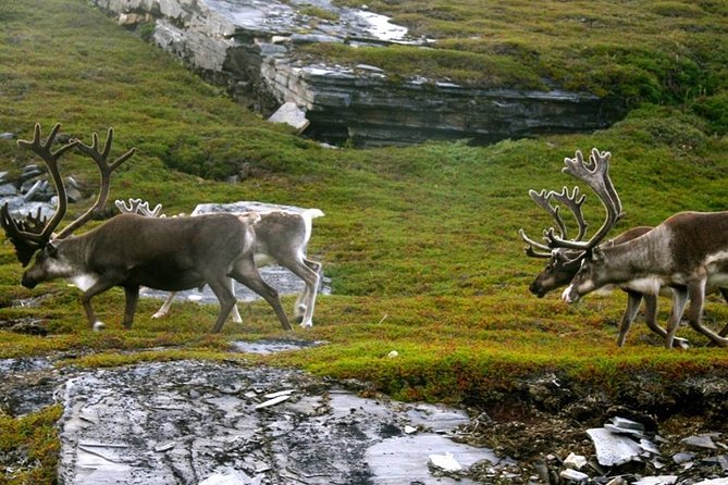 Ranua Zoo and BBQ - The transfer from Rovaniemi to Ranua