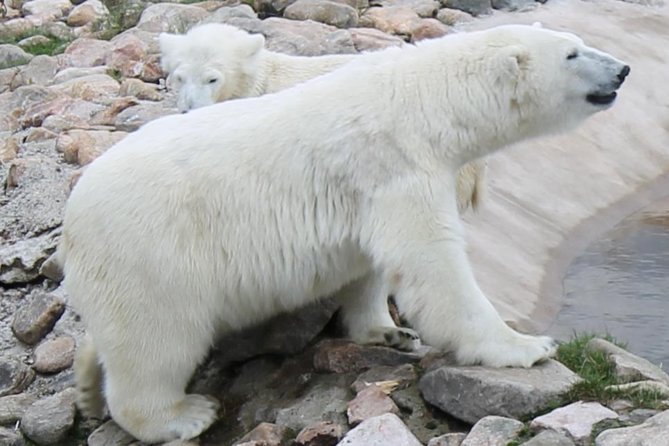 Ranua Zoo Family Tour from Rovaniemi - Food, facilities, and what to pack