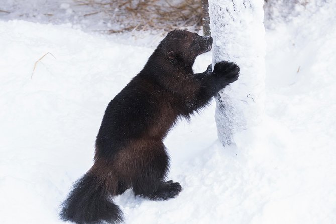 Ranua Zoo tour, optional lunch - The one-hour ride from Rovaniemi