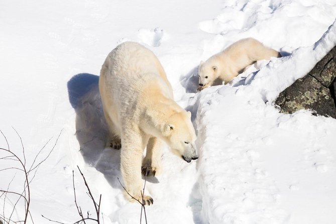 Ranua Zoo tour, optional lunch - Three hours for walking, lunch, and local shopping