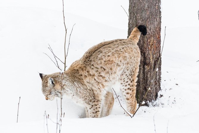 Ranua Zoo tour, optional lunch - How the season changes your day