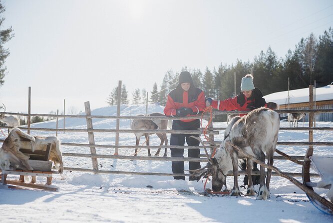 Reindeer Experience with Sledge Ride - Meeting the reindeer beyond the Christmas postcard