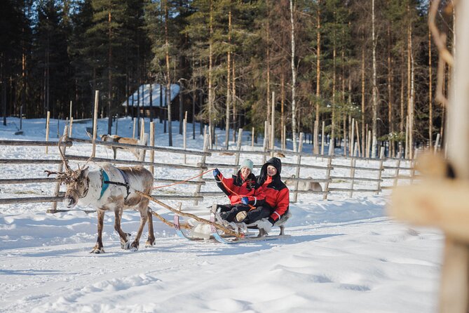 Reindeer Experience with Sledge Ride - Why the timing can affect your enjoyment