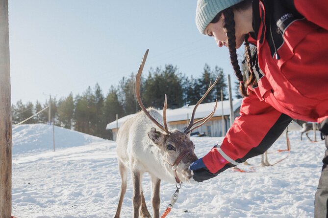 Reindeer Experience with Sledge Ride - Is $104.76 a fair price?