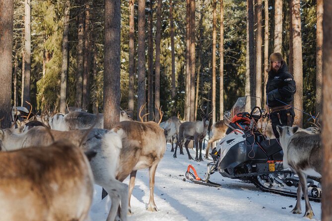 Reindeer Experience with Sledge Ride - What the 500-meter sleigh ride is really like
