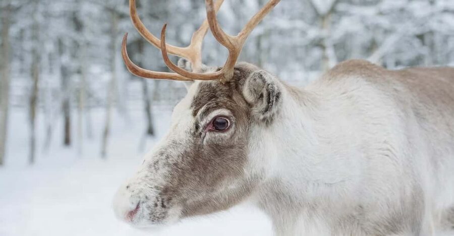 Reindeer Farm Visit with Sleigh Ride - Meeting the reindeer near Rovaniemi