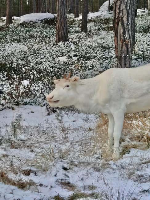 Reindeer feeding in Inari - Why this short Inari outing works