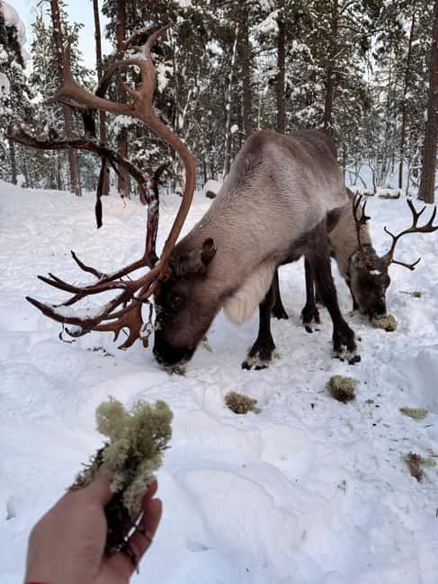 Reindeer feeding in Inari - The ride to the ranch: sleigh first, car when needed