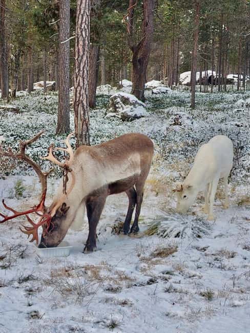 Reindeer feeding in Inari - Finding the meeting point near number 114