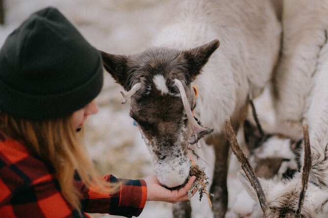 Reindeer Husbandry with Snowmobile Sleigh Ride and Cabin Lunch - How this compares with a standard Lapland activity