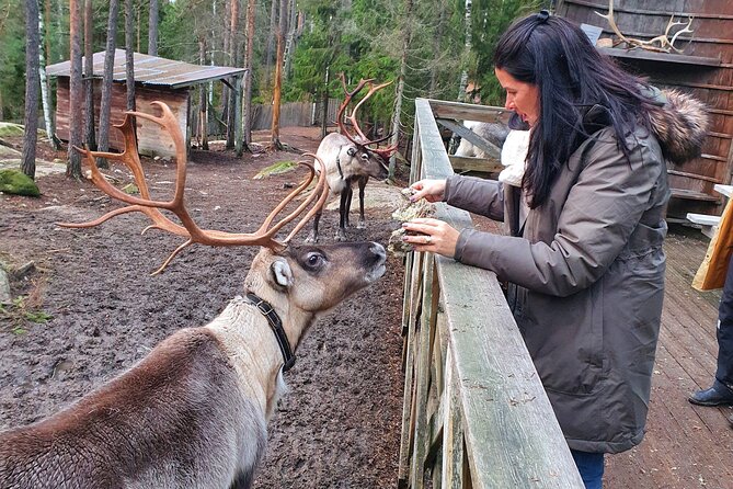 Reindeer Park Adventure - From Helsinki streets to Nuuksio’s forest