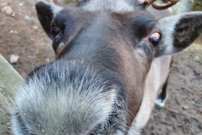Reindeer Park Adventure - What makes the reindeer farm special