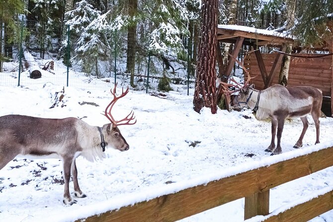 Reindeer Park & Horse Stables Safari - Why the private ride matters