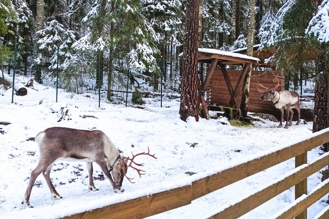Reindeer Park & Horse Stables Safari - Bread over the fire in a traditional teepee