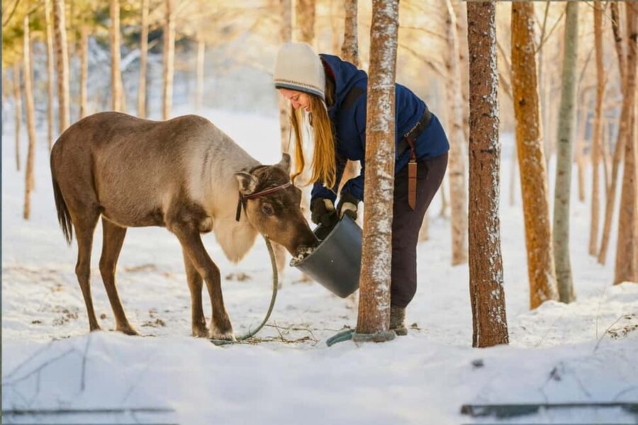 Reindeer Safari at a 200-Year-Old Farm & Long Sled Ride - Is $260 a fair price?