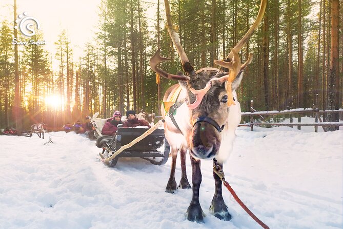 Reindeer Safari in Arctic Wilderness - Key points to know before you book