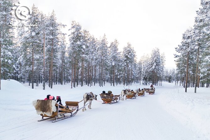 Reindeer Safari in Arctic Wilderness - A gentle one-hour ride through Arctic woods