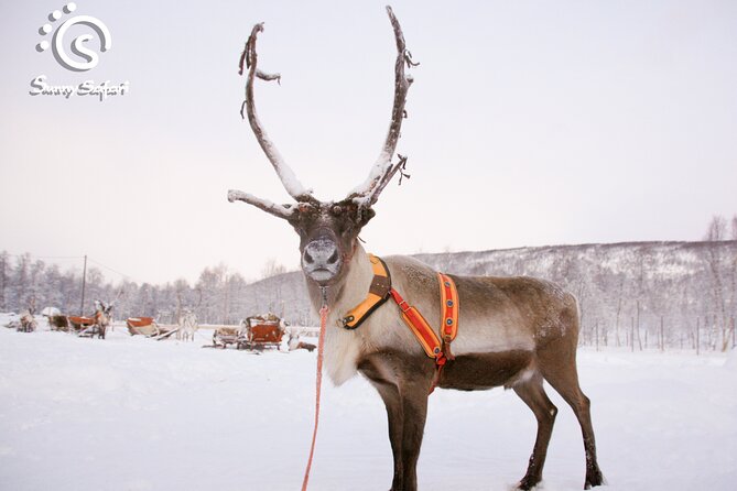 Reindeer Safari in Arctic Wilderness - The farmhouse break is more than a warm drink