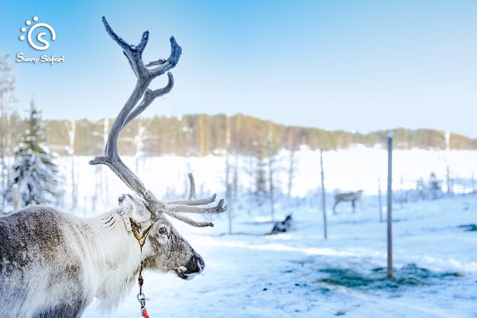 Reindeer Safari in Arctic Wilderness - How the $238.85 price compares with the experience