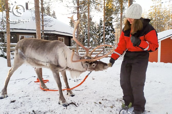 Reindeer Safari in Arctic Wilderness - Meeting the reindeer, including the young ones