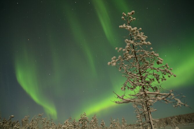 Reindeer Sleigh Ride Across the Night in Apukka Resort Rovaniemi - Booking, weather, and cancellation details