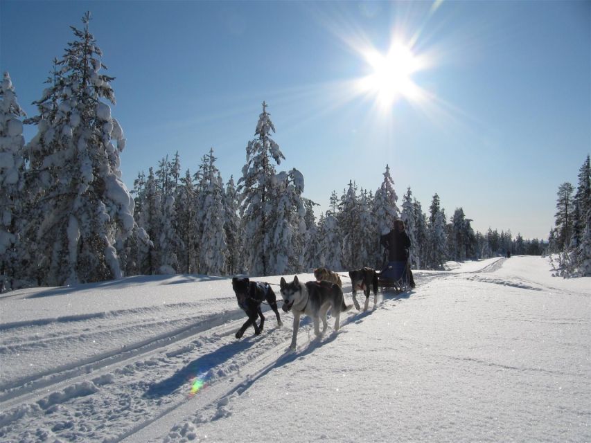 Rovaniemi: Apukka Husky Adventure - Why this Rovaniemi husky ride feels different