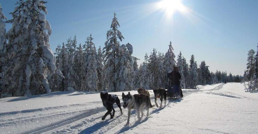 Rovaniemi: Apukka Husky Adventure - Learning to mush your own team
