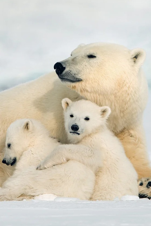 Rovaniemi: Arctic Animals Sleigh Rides and Wildlife Zoo - Key points to know before booking