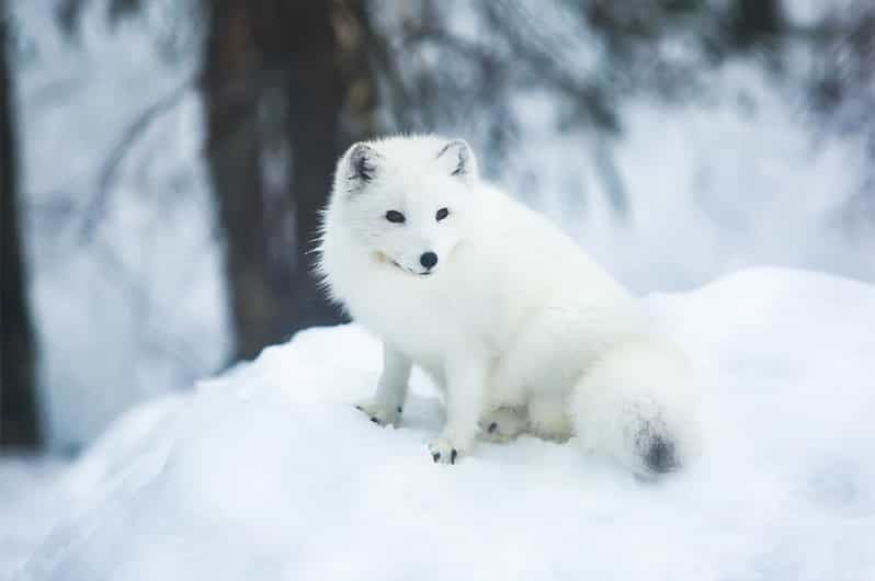 Rovaniemi: Arctic Animals Sleigh Rides and Wildlife Zoo - Cancellation and booking flexibility