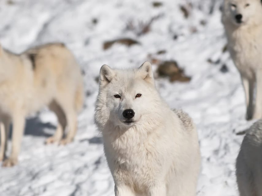 Rovaniemi: Arctic Animals Sleigh Rides and Wildlife Zoo - From Rovaniemi to the Arctic animal farms