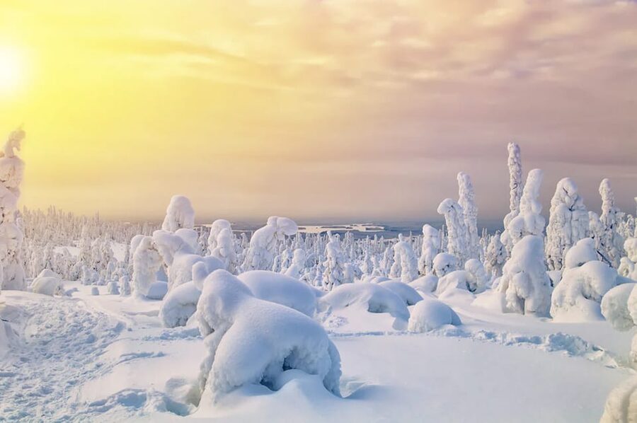 Rovaniemi: Arctic Animals Sleigh Rides and Wildlife Zoo - A Lappish buffet that keeps the day moving