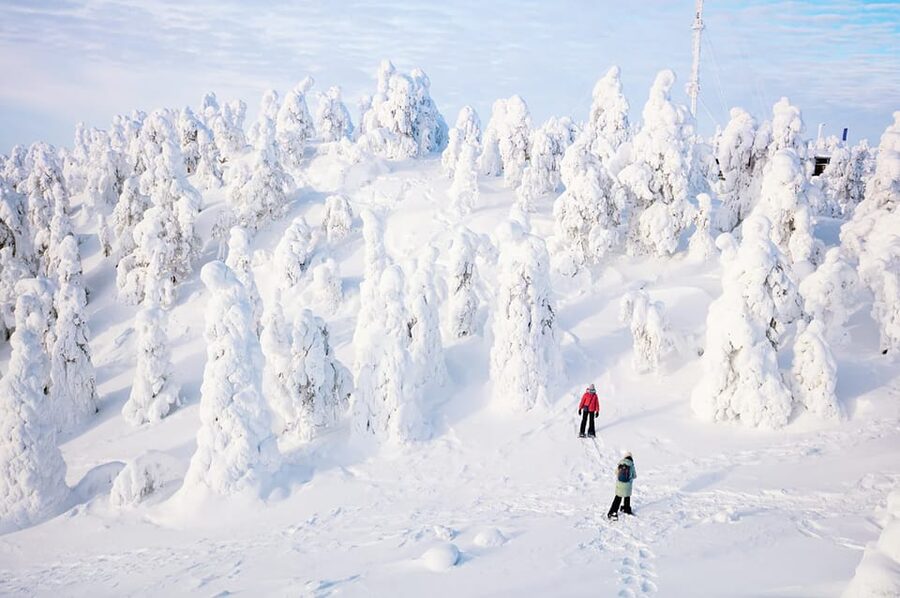 Rovaniemi: Arctic Animals Sleigh Rides and Wildlife Zoo - Walking through Ranua Wildlife Park