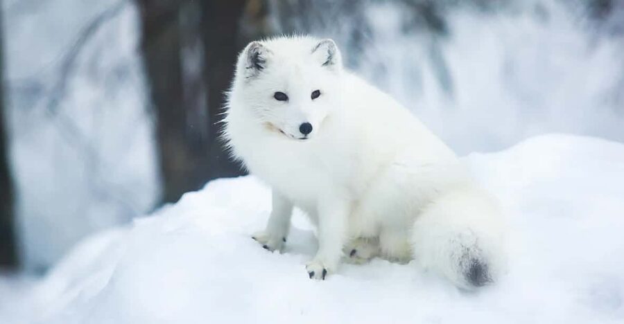 Rovaniemi: Arctic Animals Sleigh Rides and Wildlife Zoo - What makes the guide important