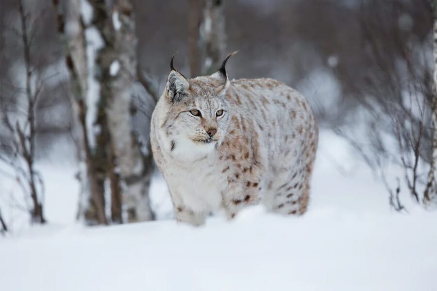Rovaniemi: Arctic Animals Sleigh Rides and Wildlife Zoo - Is $340 a fair price?