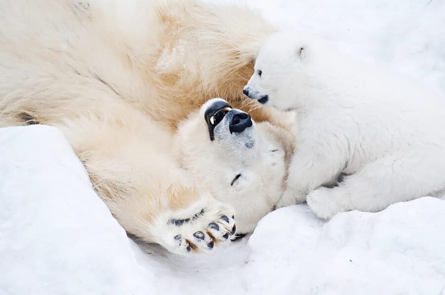 Rovaniemi: Arctic Animals Sleigh Rides and Wildlife Zoo - Who will enjoy this day most?