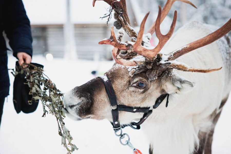 Rovaniemi: Arctic Circle Highlights by Snowmobile - One day, three classic Lapland experiences