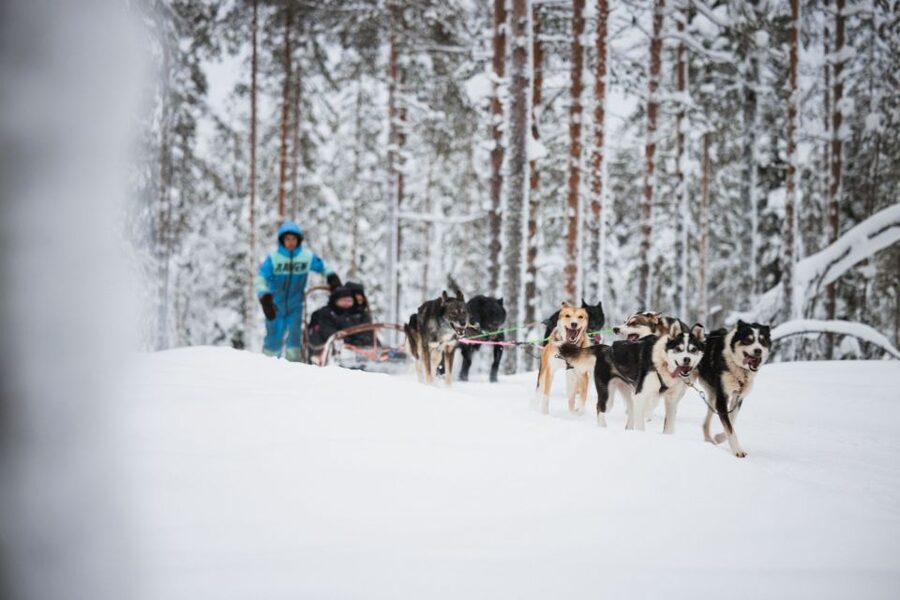 Rovaniemi: Arctic Circle Highlights by Snowmobile - Alaskan Huskies in motion
