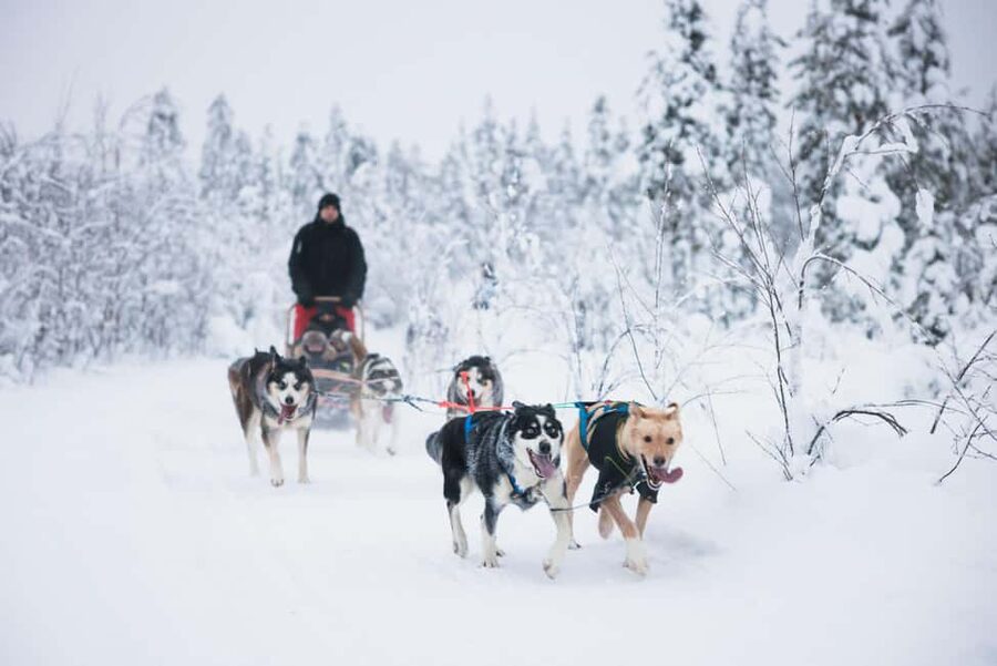 Rovaniemi: Arctic Circle Long Trail Husky Adventure - Meeting the Huskies Before the Sled Ride