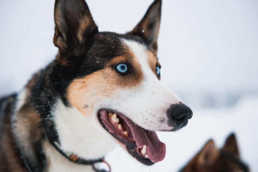 Rovaniemi: Arctic Circle Long Trail Husky Adventure - Hot Drinks and Time at the Kennel